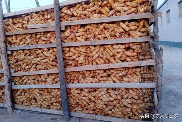 邹城玉米最新价格概览，市场走势、影响因素及前景展望