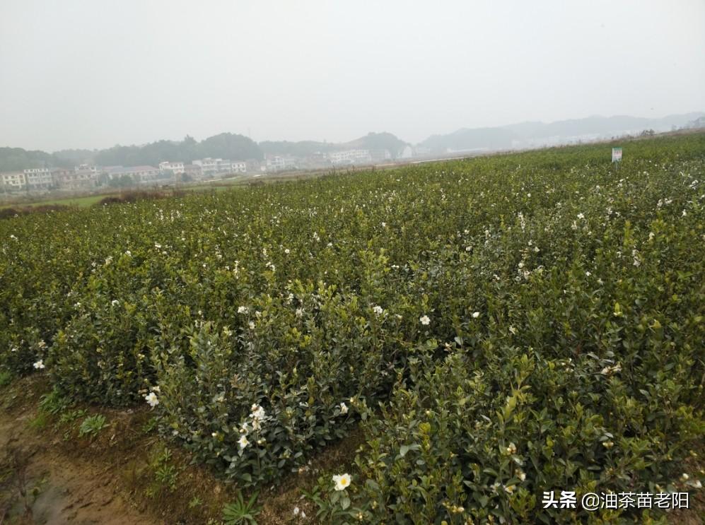 技术革新下的杏树嫁接种植，最新视频教程与观点分享