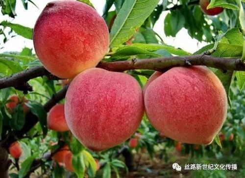 魏县桃子最新价格，一场探寻内心平静的桃子之旅