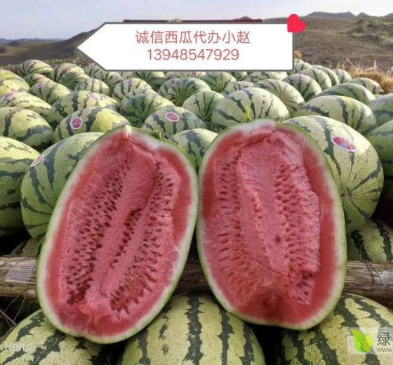 库伦西瓜最新价格,库伦西瓜最新价格🍉💕