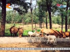科技引领未来，最新牛疫病信息监测系统守护畜牧业健康