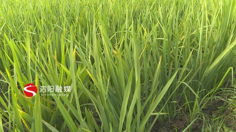 泗阳最新病，逆袭与蜕变的励志之旅