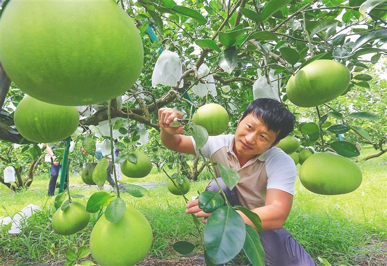 蜜柚上市，选购、品尝与销售的全面指南