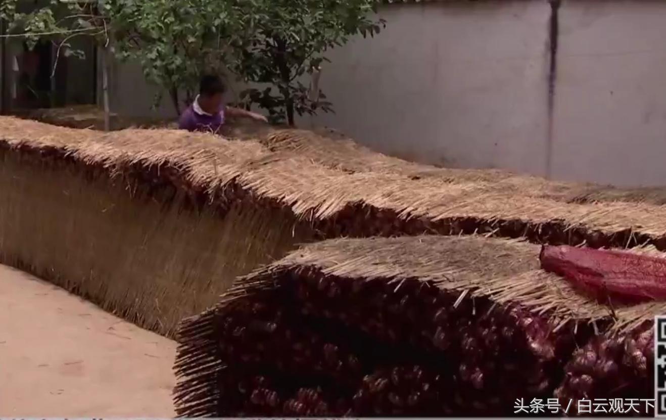 金乡大蒜最新价格播报，蒜香中的温情故事