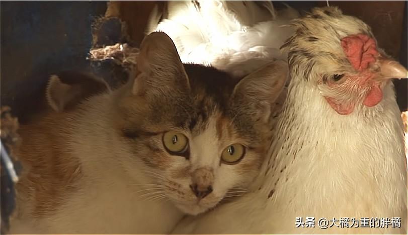 可可小猫最新全攻略，任务完成与技能学习步骤指南